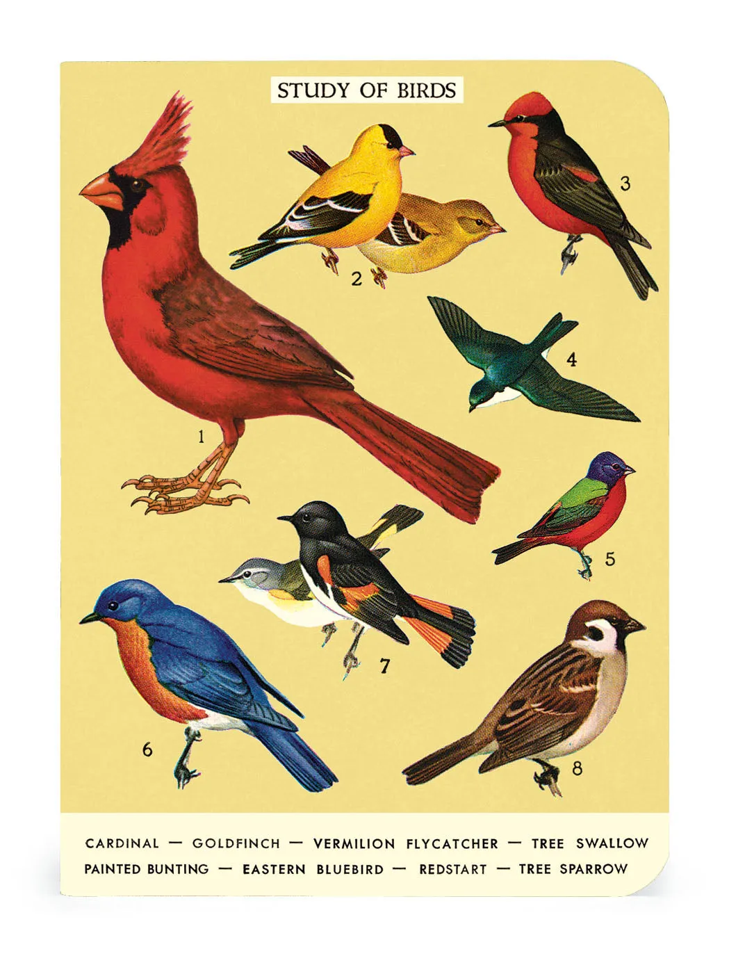Bird Watching 3 Mini Notebooks