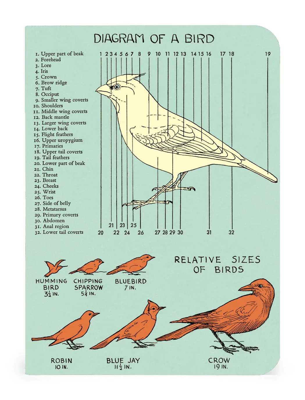 Bird Watching 3 Mini Notebooks