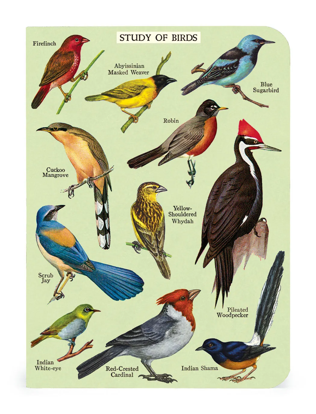 Bird Watching 3 Mini Notebooks