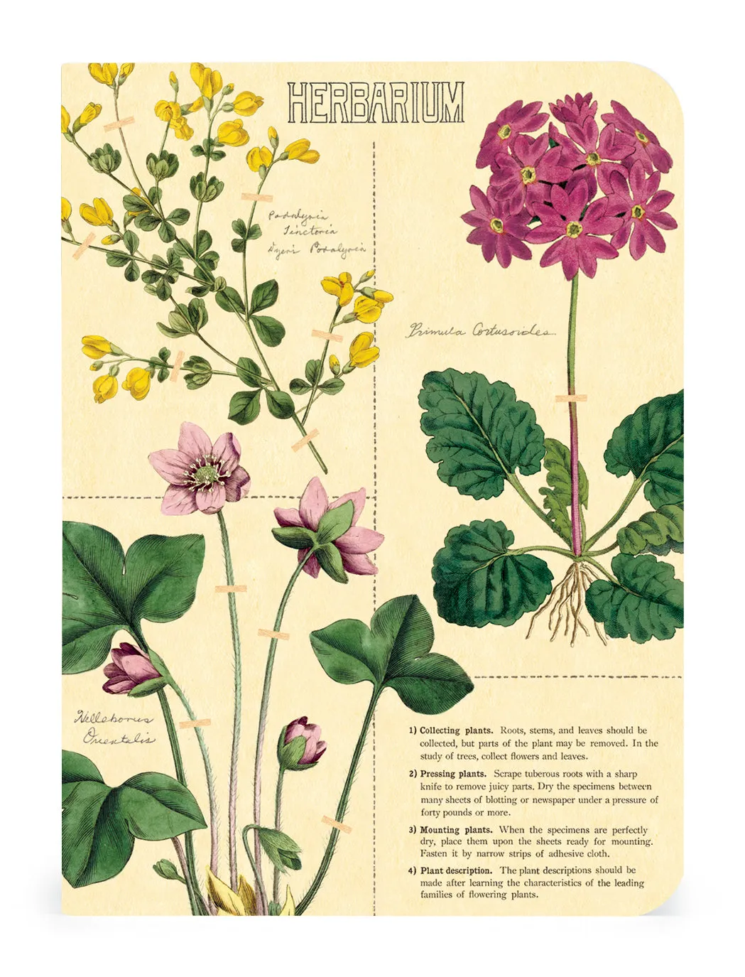 Herbarium 3 Mini Notebooks